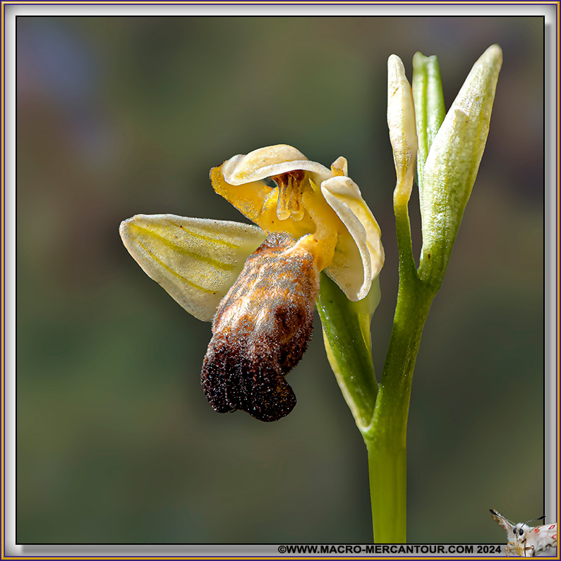 Ophrys des Lupercales
